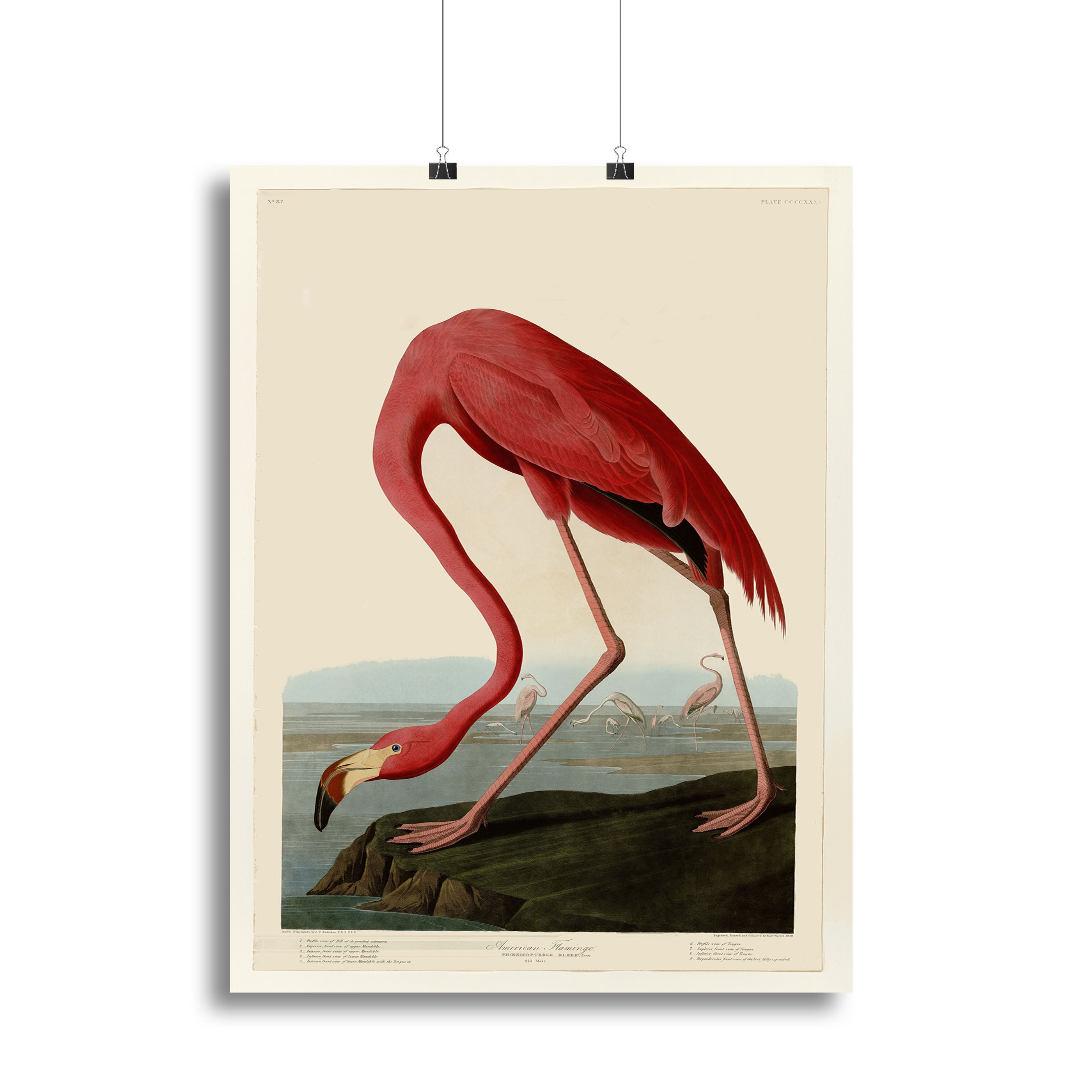 American Flamingo 2 by Audubon Poster - Unframed