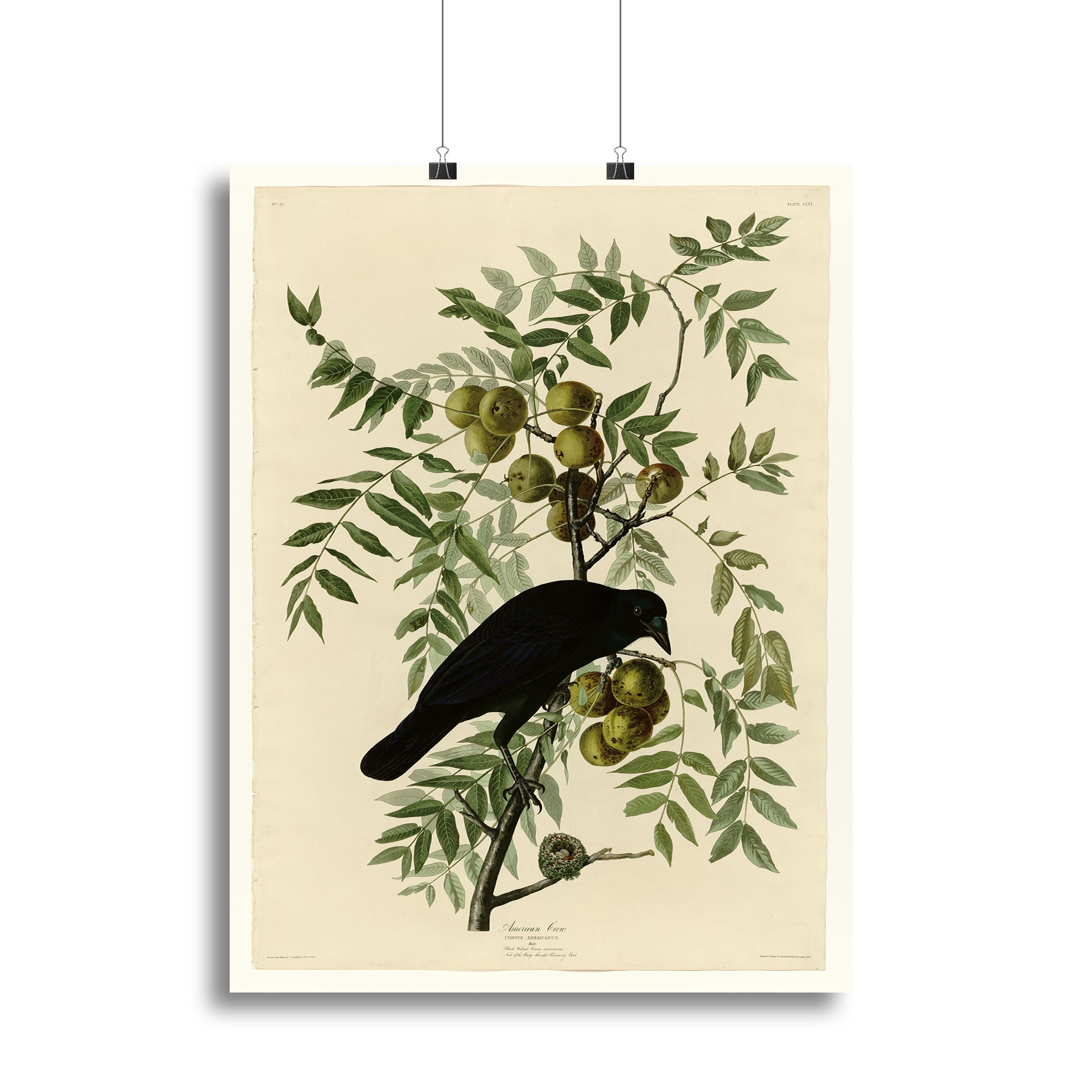 American Crow by Audubon Poster - Unframed