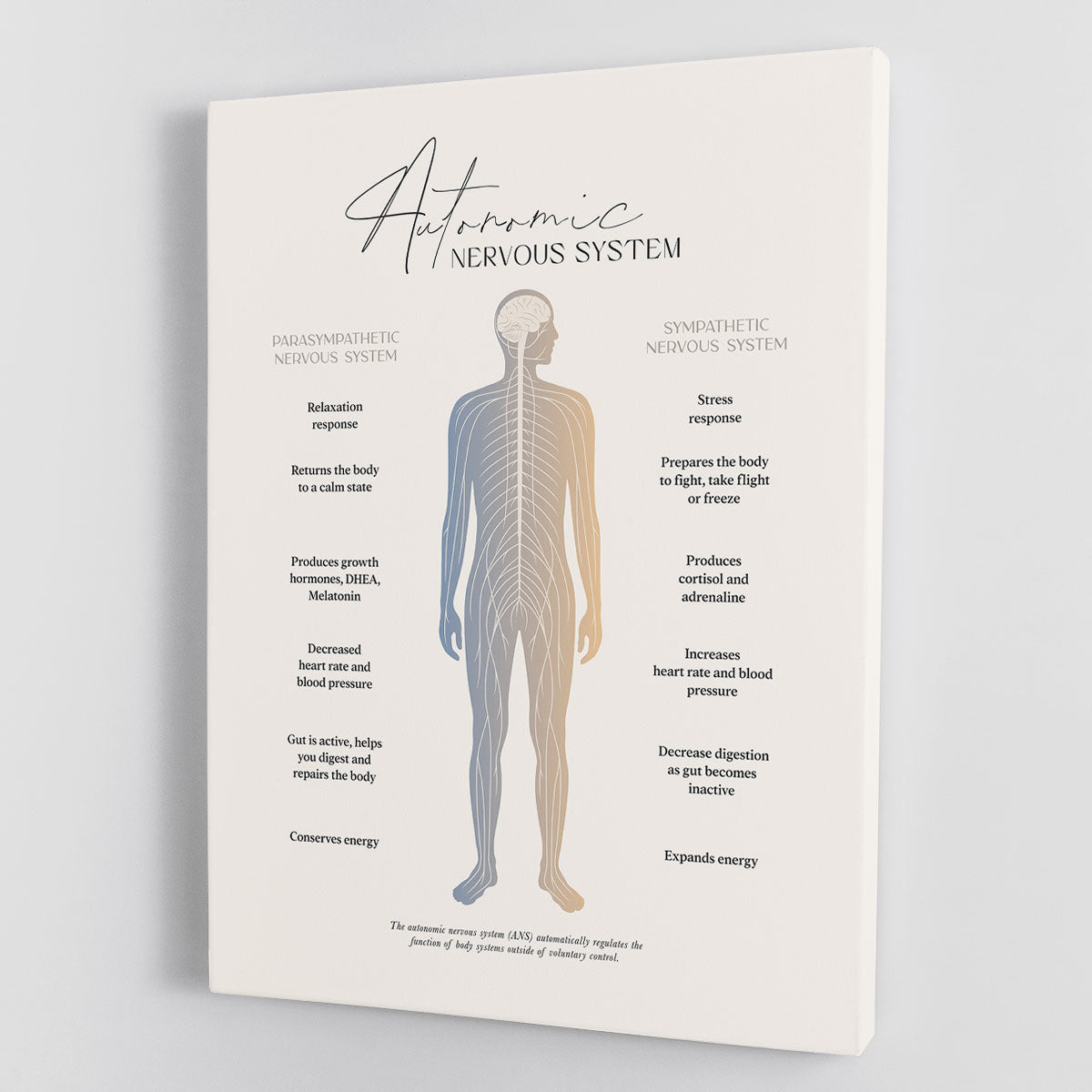 Autonomic Nervous System Canvas Print or Poster - Canvas Art Rocks - 1