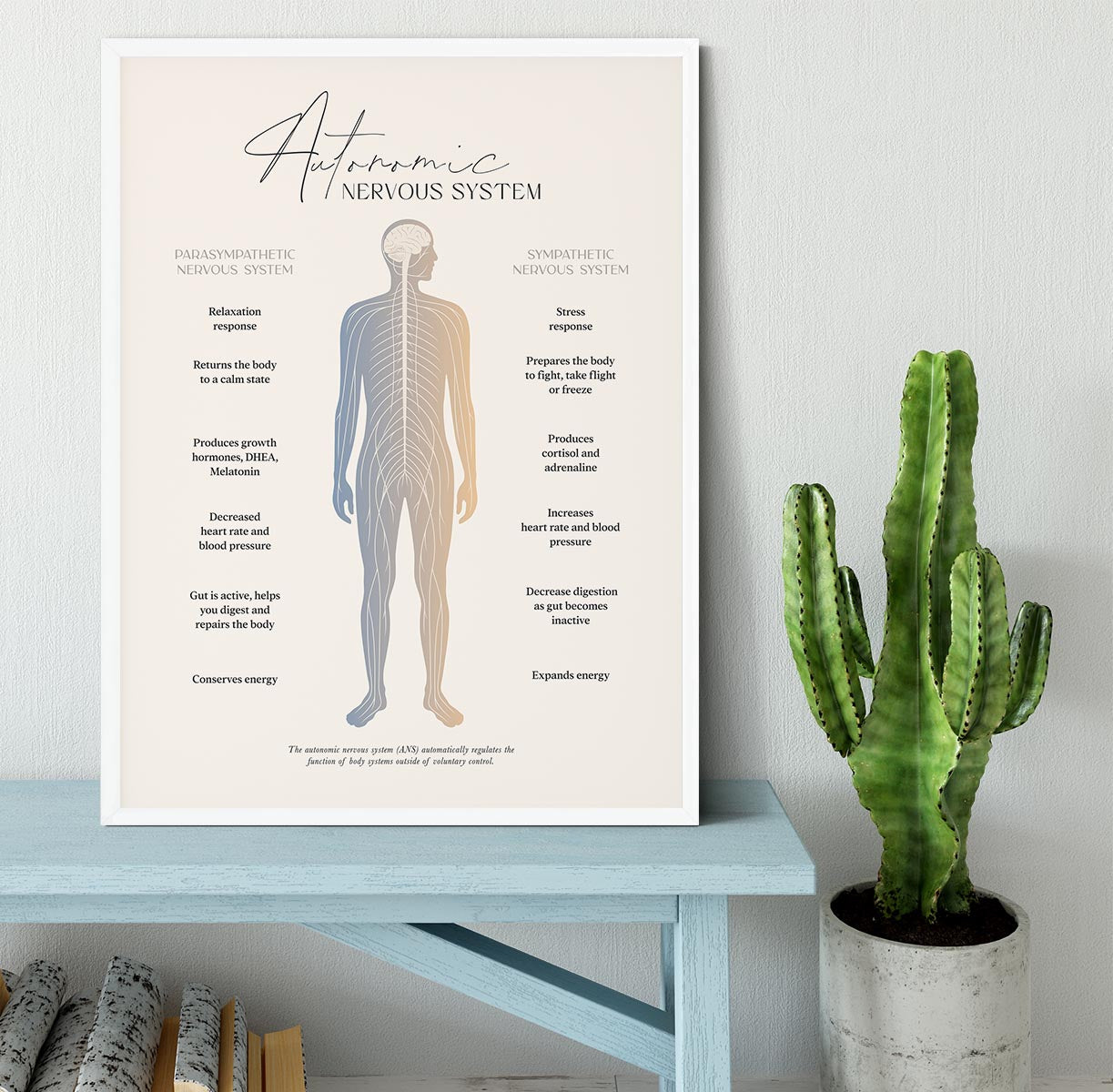 Autonomic Nervous System Framed Print - Canvas Art Rocks -6