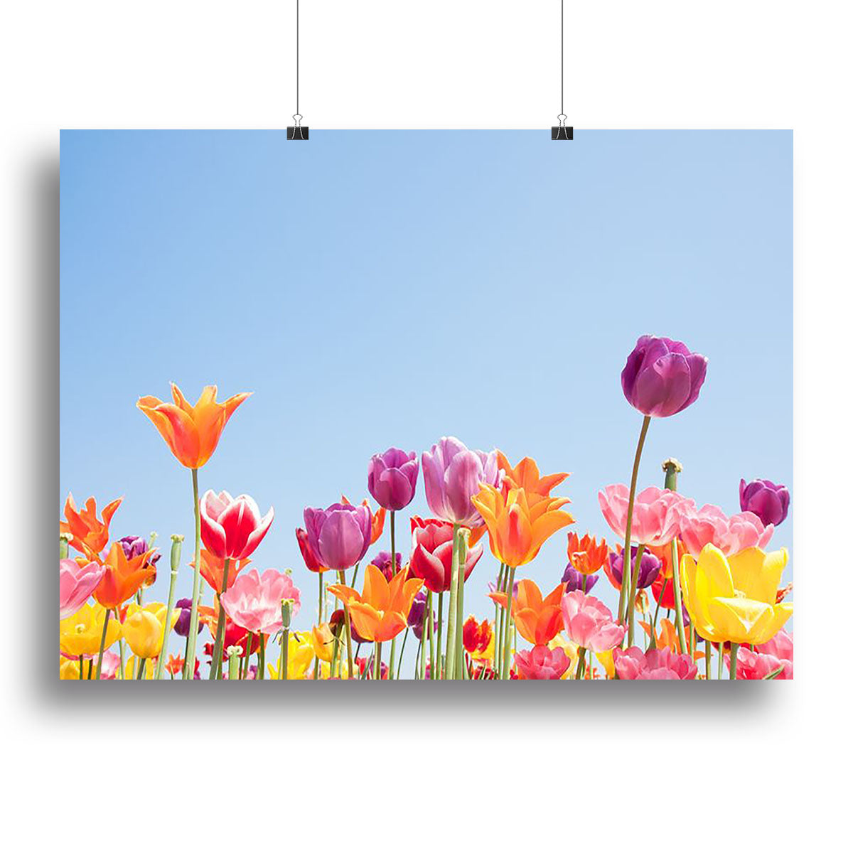 Beautiful coloured flowers Poster - Unframed