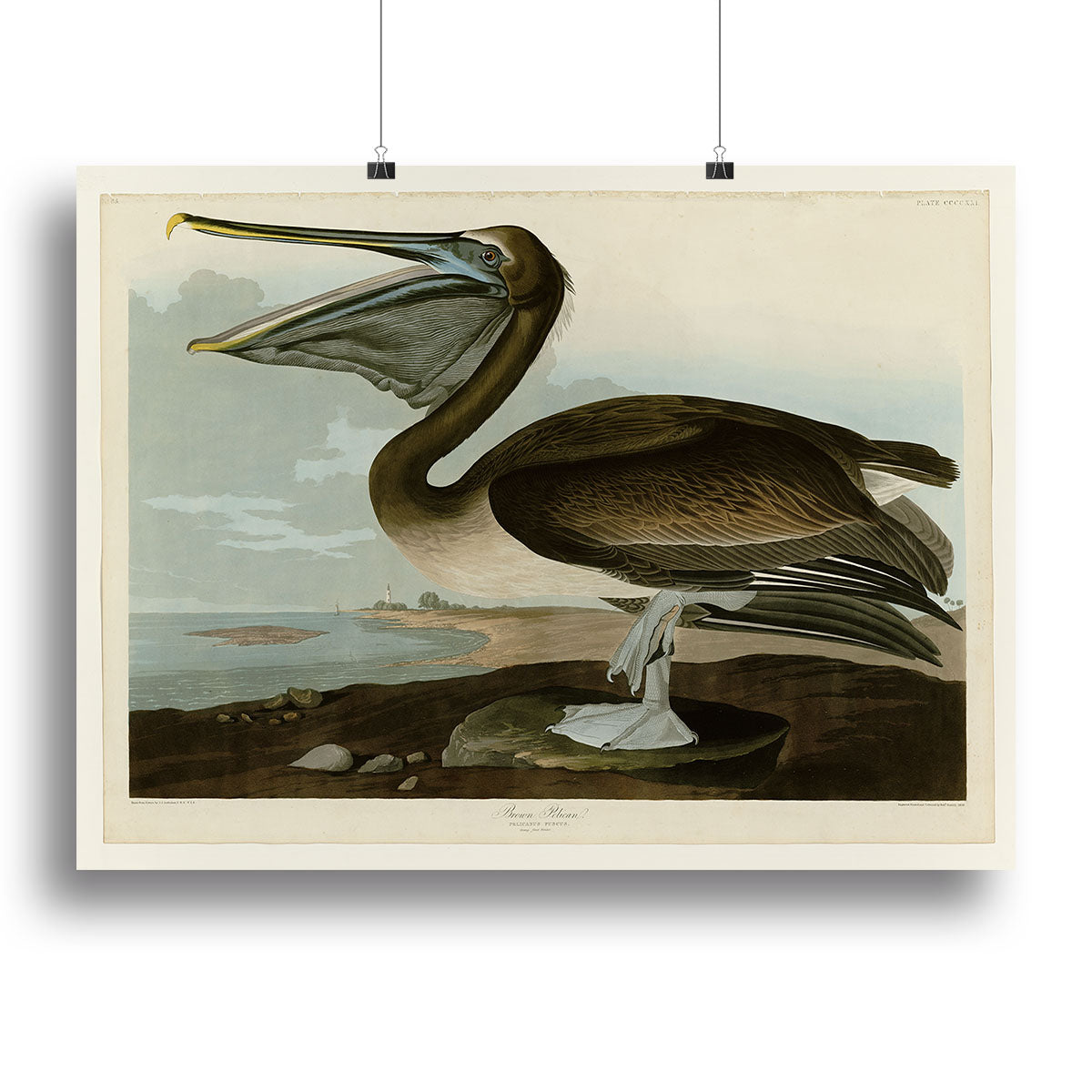 Brown Pelican by Audubon Poster - Unframed