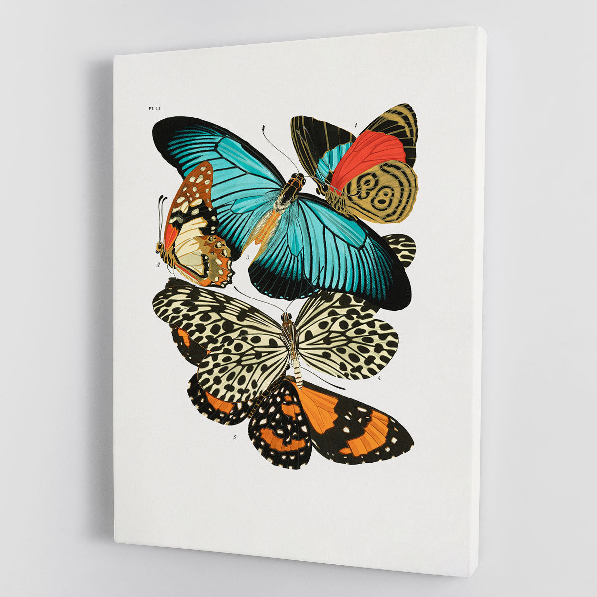 Butterflies Part 11 Canvas Print or Poster - Canvas Art Rocks - 1