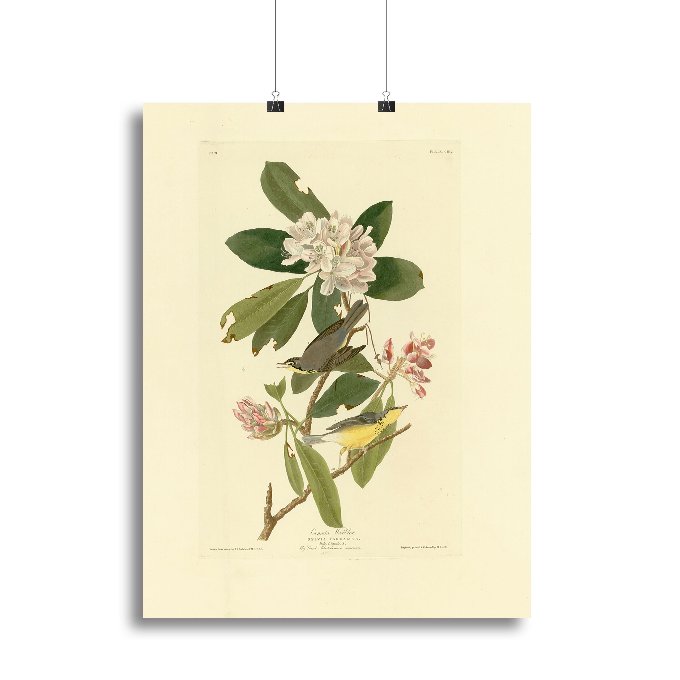 Canada Warbler by Audubon Poster - Unframed