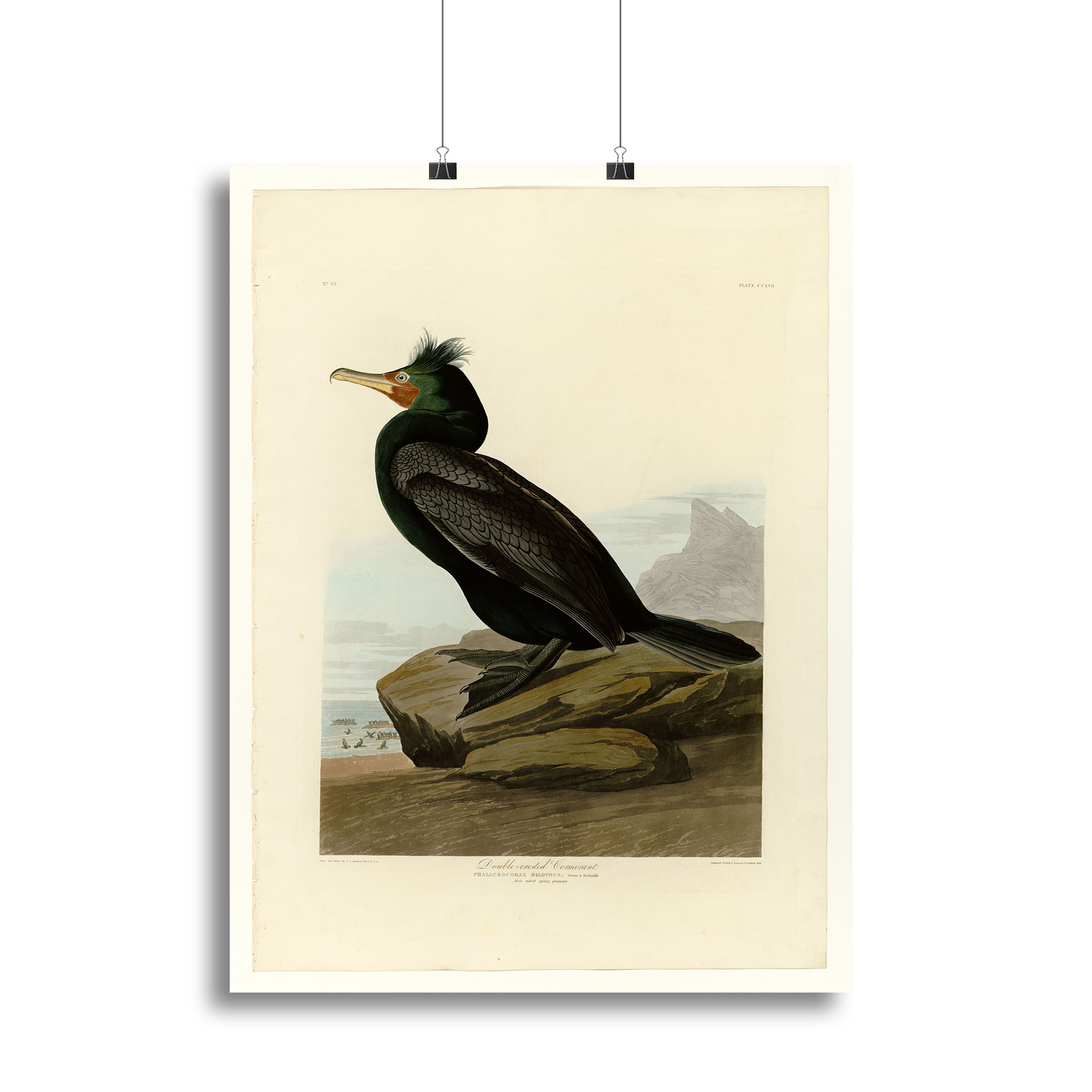 Double crested Cormorant by Audubon Poster - Unframed