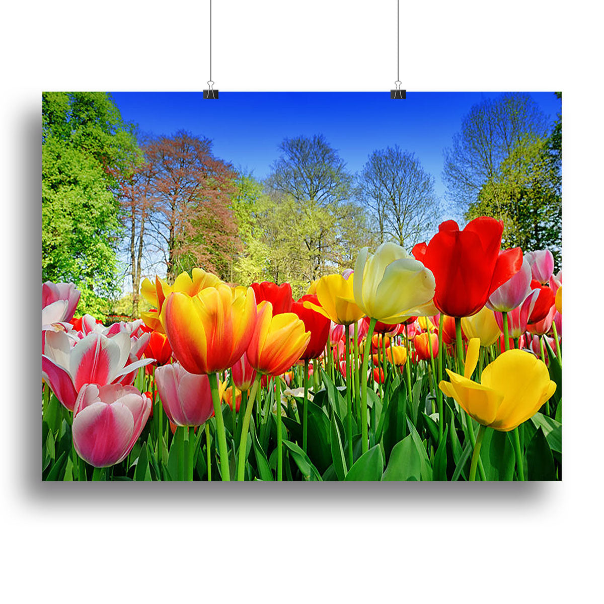 Fresh multicolored tulips in a spring park Poster - Unframed