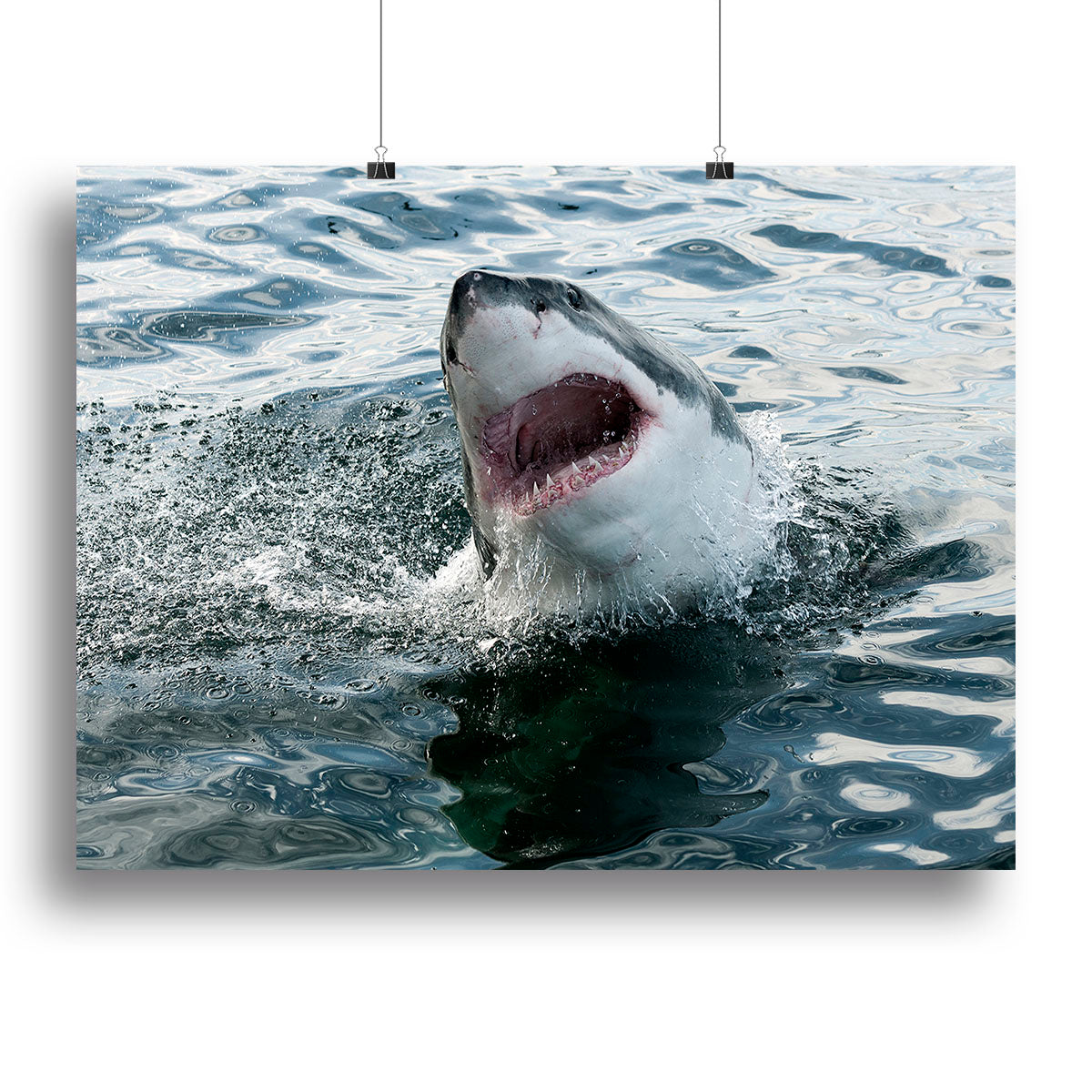 Great white shark Poster - Unframed