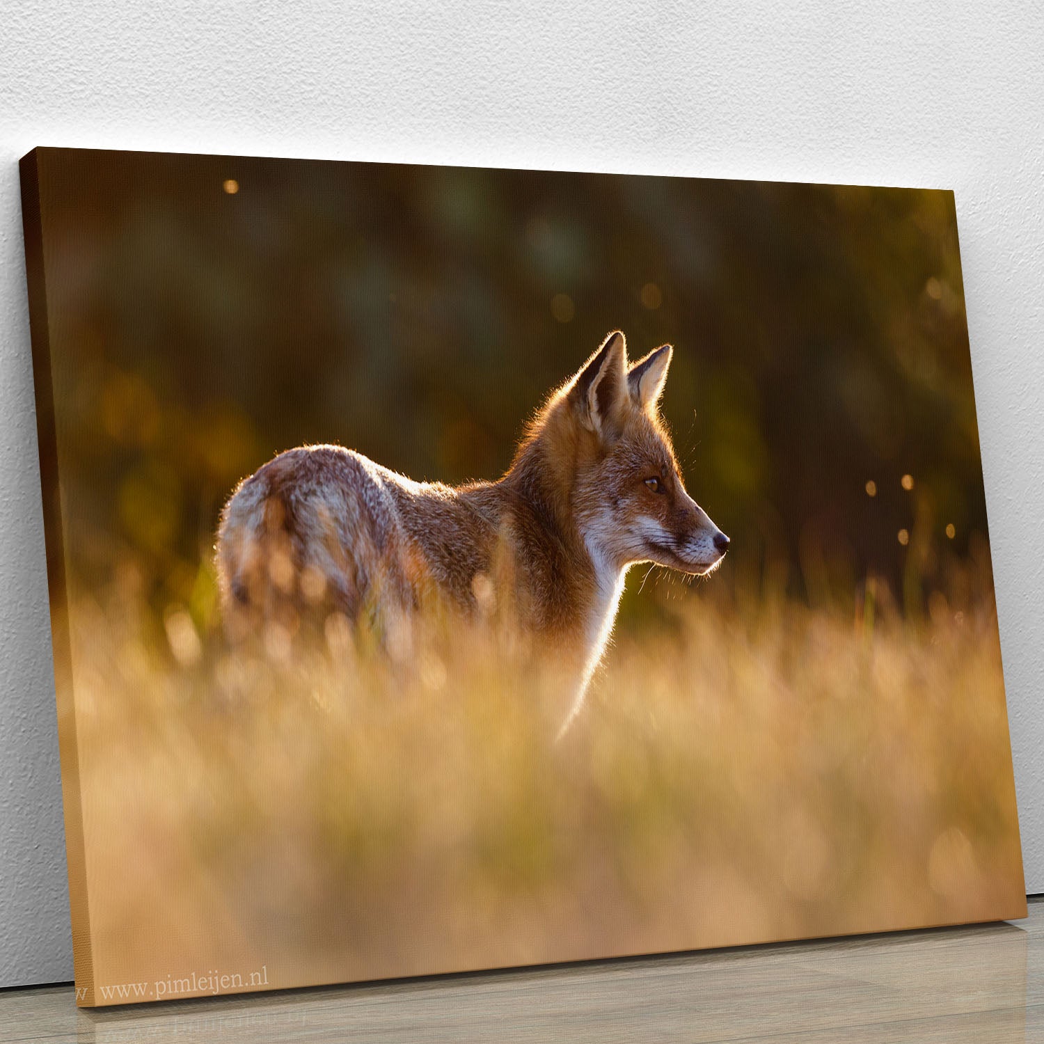 Last Light Fox Canvas Print or Poster - 1x - 1