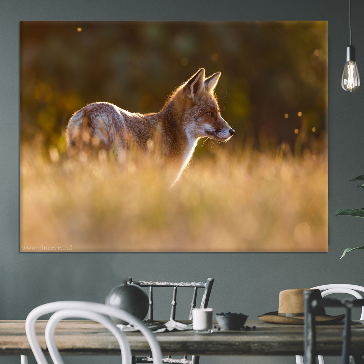 Last Light Fox Canvas Print or Poster - 1x - 3