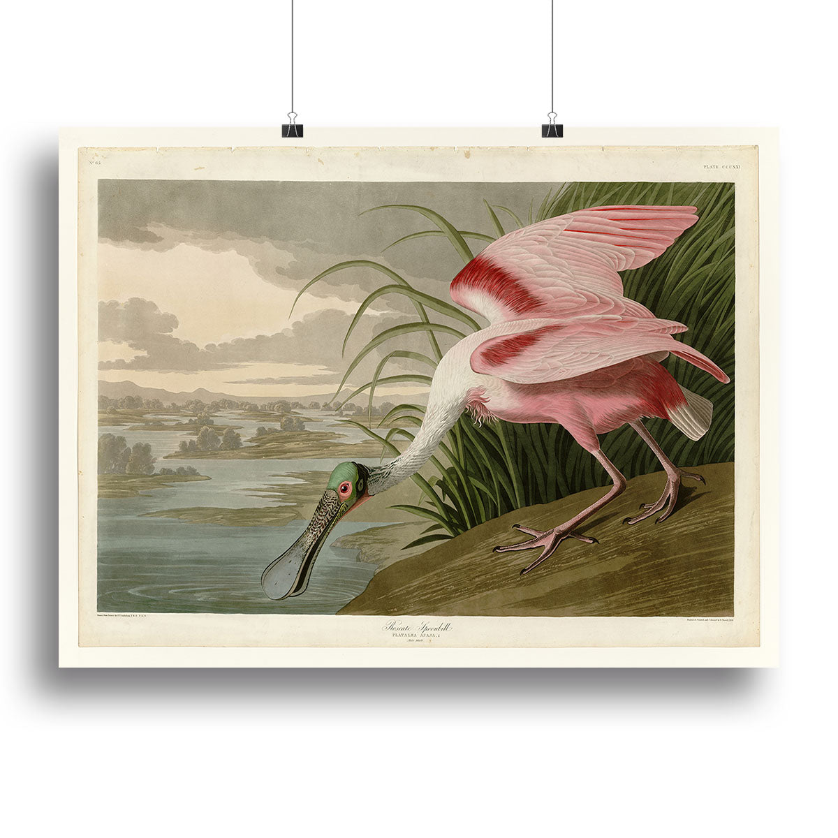 Roseate Spoonbill by Audubon Poster - Unframed