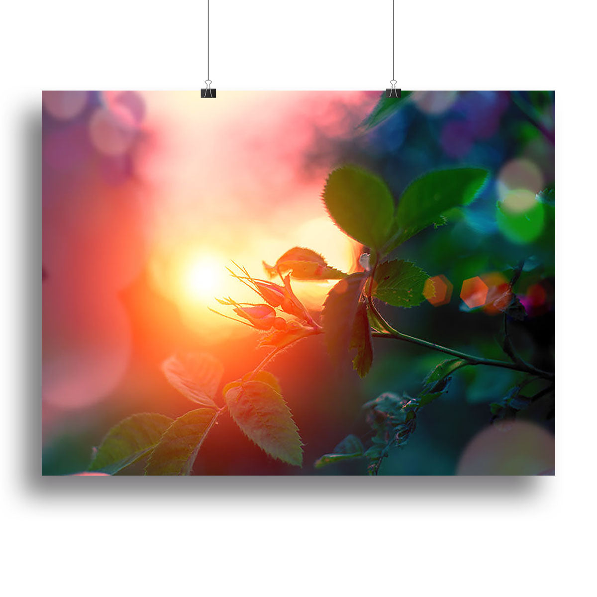 Rosebuds at sunset Poster - Unframed
