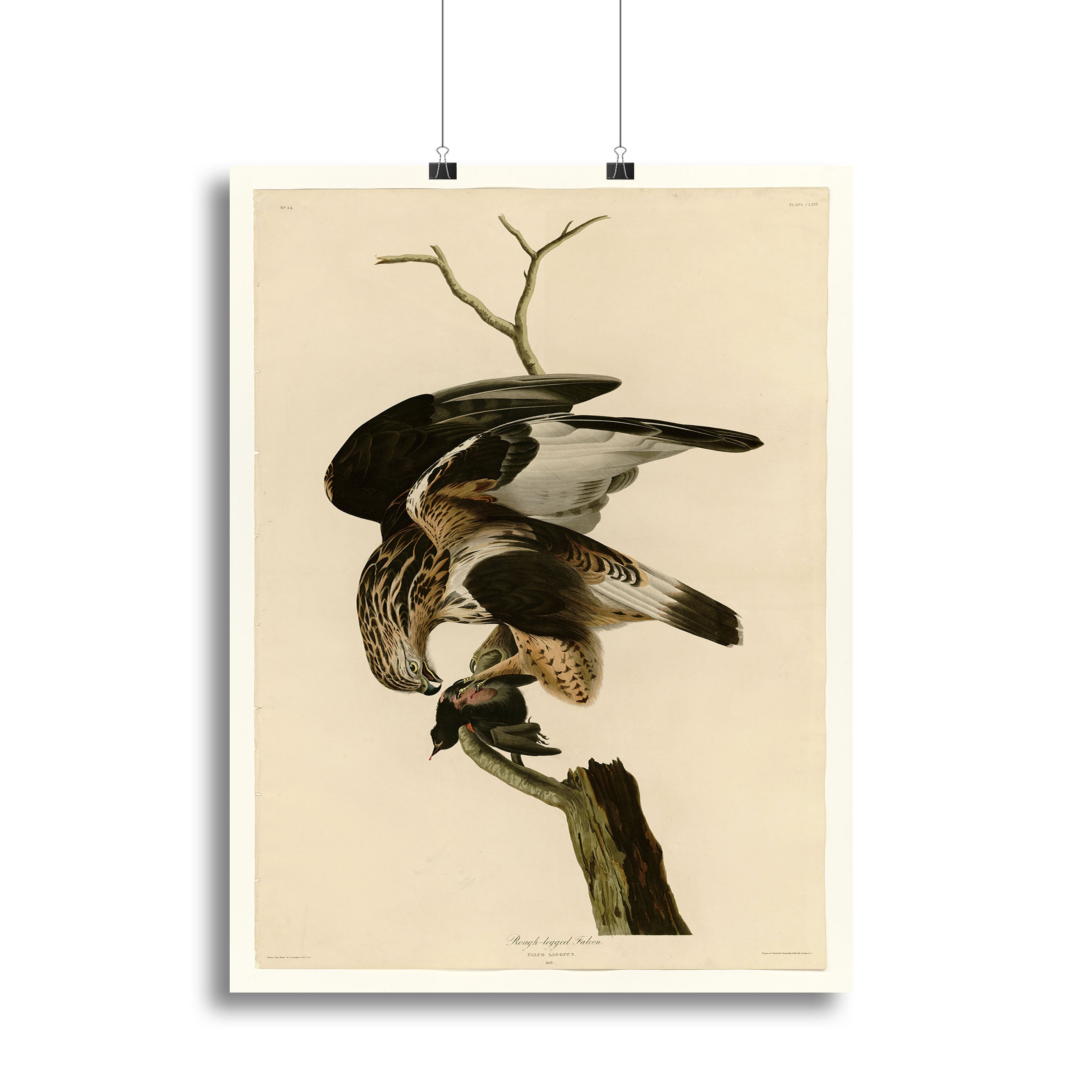 Rough legged Falcon by Audubon Poster - Unframed