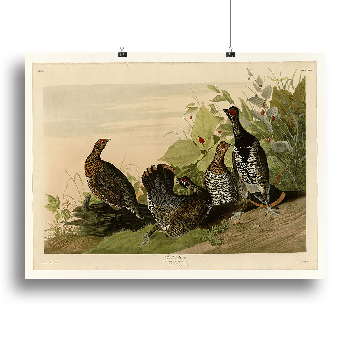 Spotted Grouse by Audubon Poster - Unframed