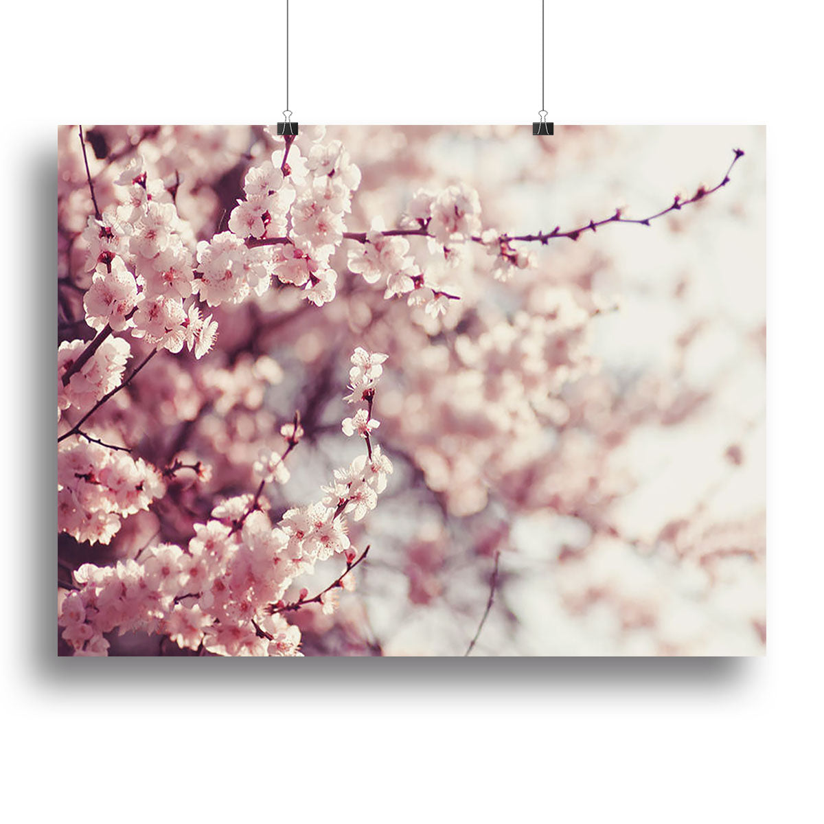 Spring Cherry blossoms Poster - Unframed