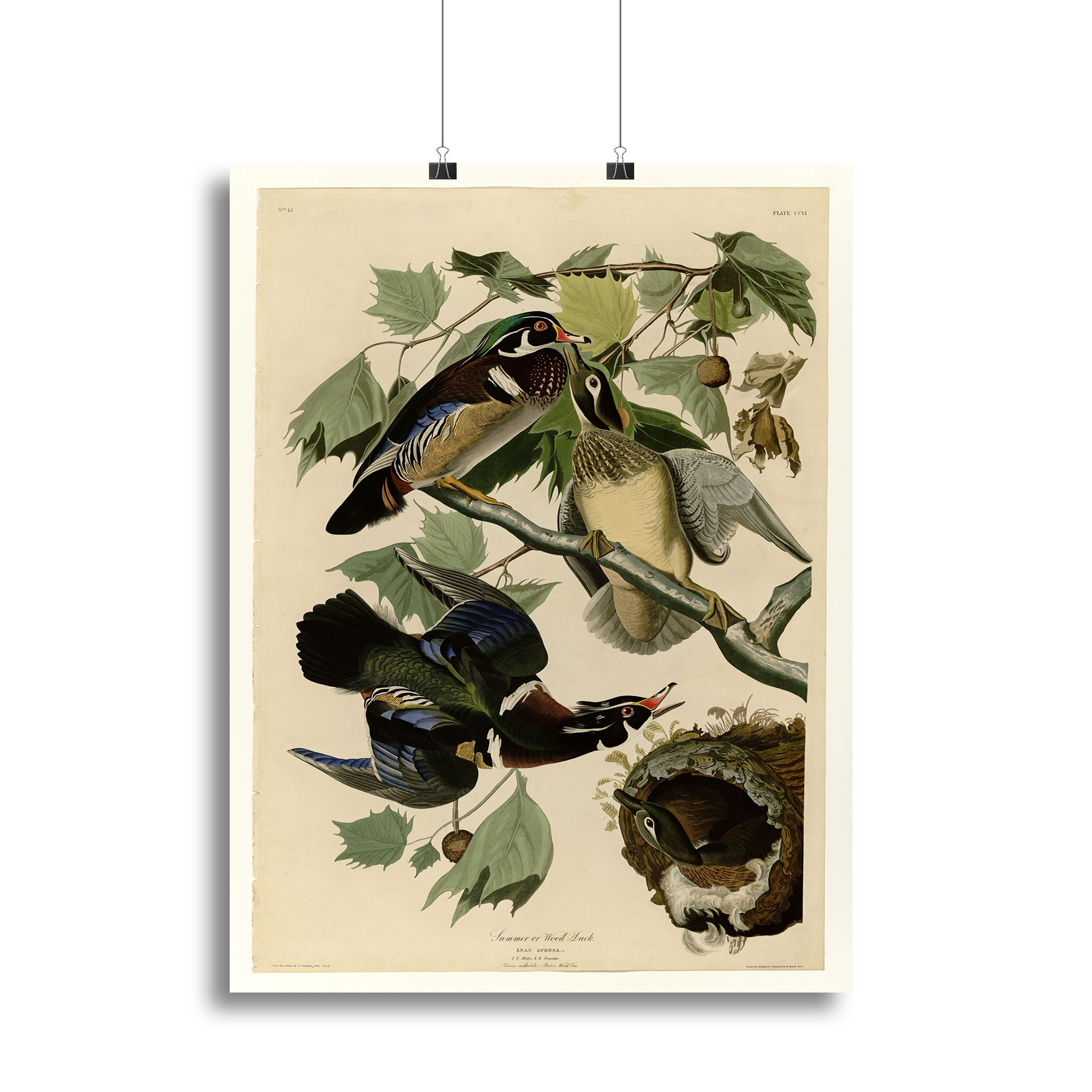 Summer Duck by Audubon Poster - Unframed