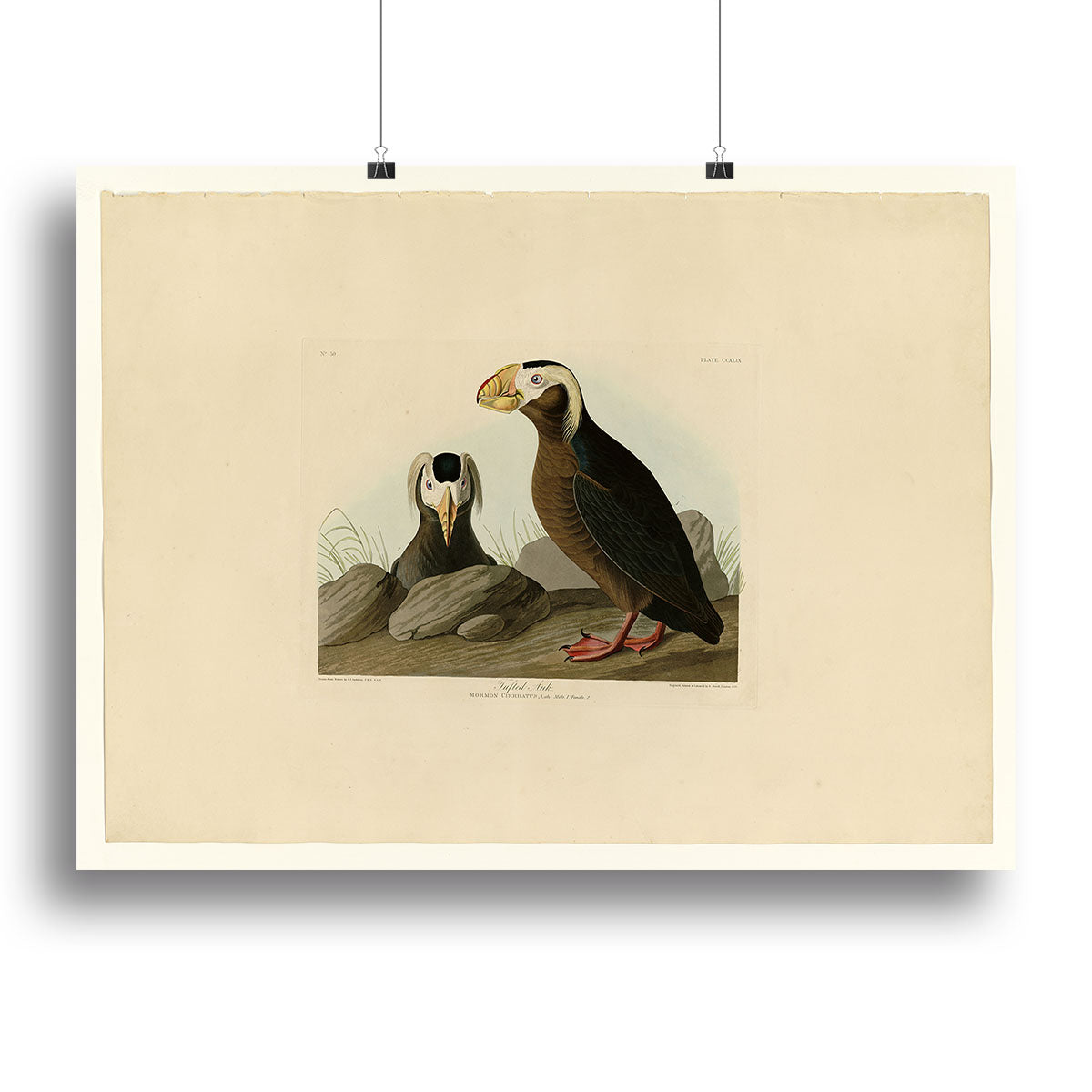 Tufted Auk by Audubon Poster - Unframed