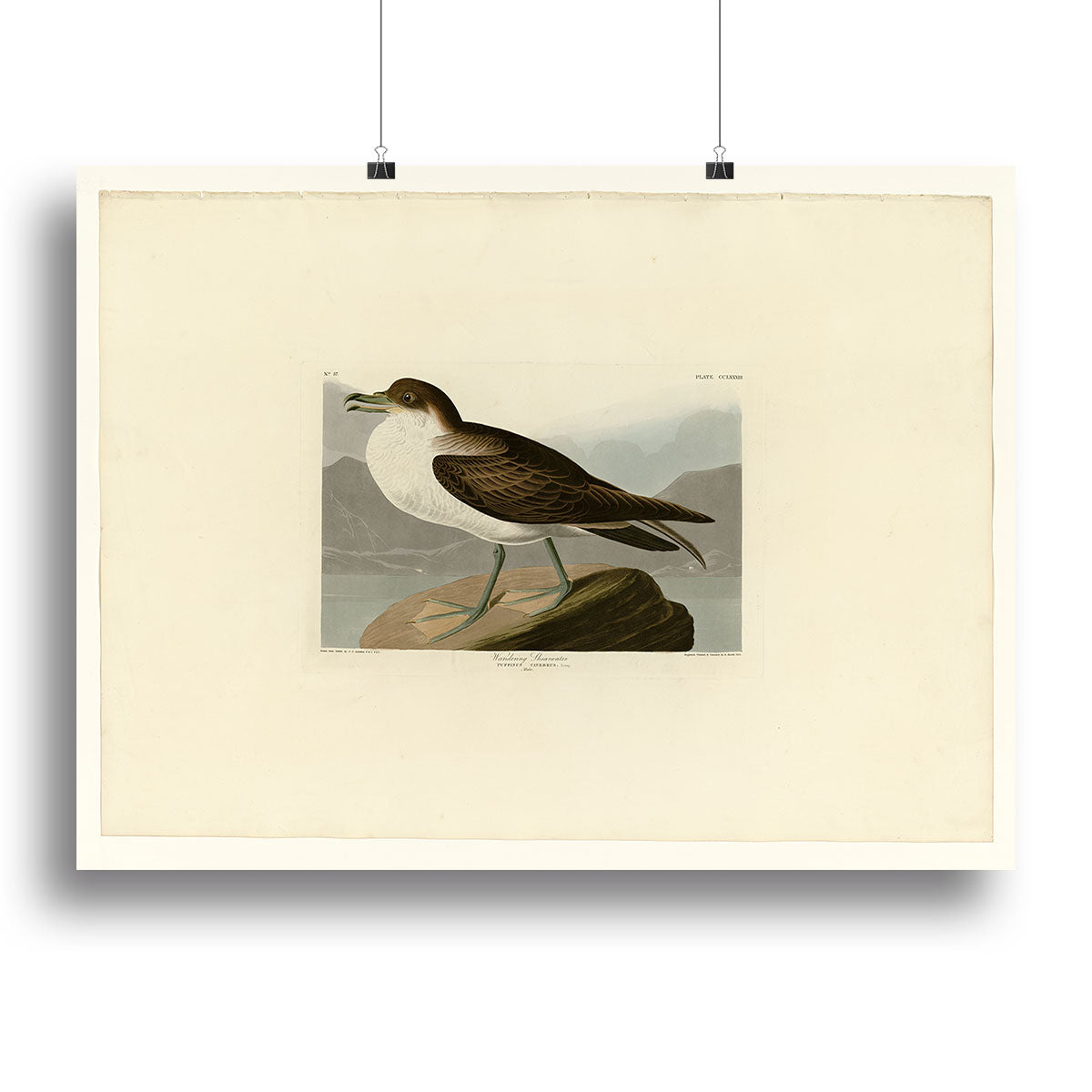 Wandering Shearwater by Audubon Poster - Unframed