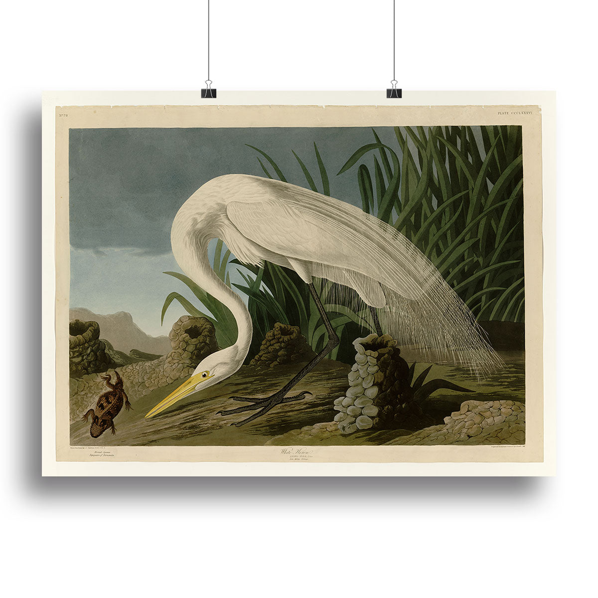 White Heron by Audubon Poster - Unframed