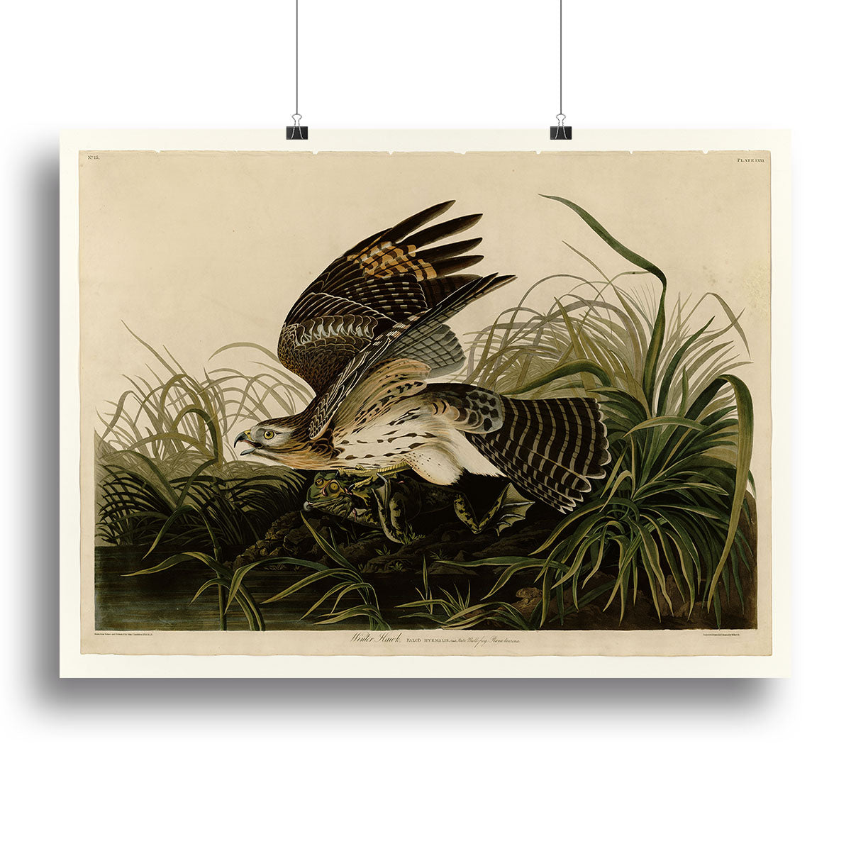 Winter Hawk by Audubon Poster - Unframed