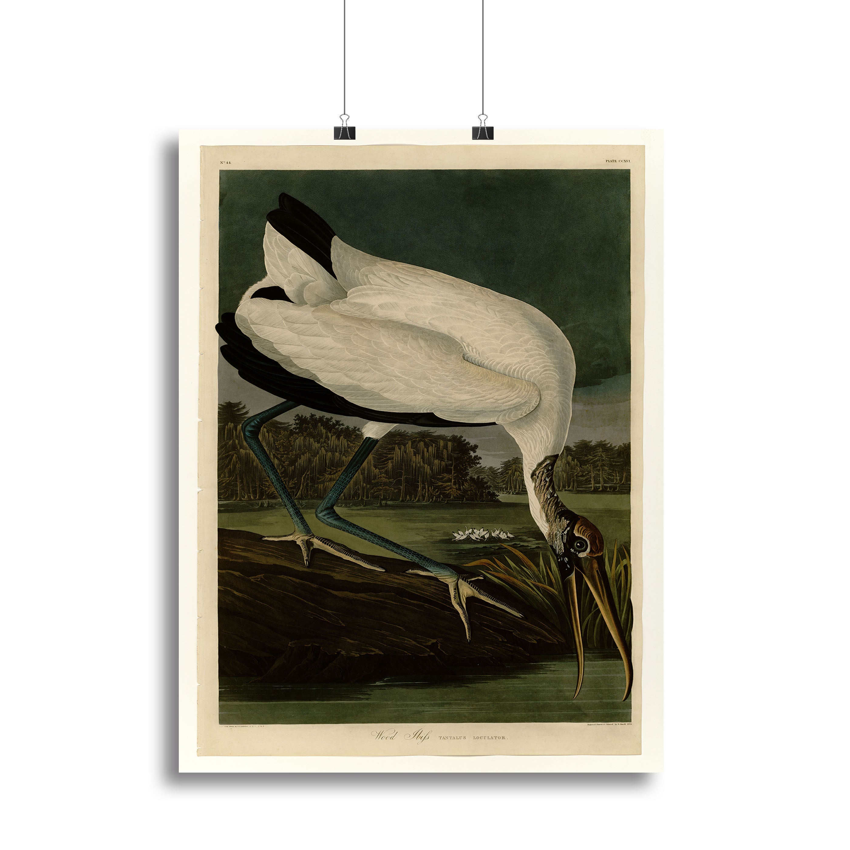 Wood Ibiss by Audubon Poster - Unframed
