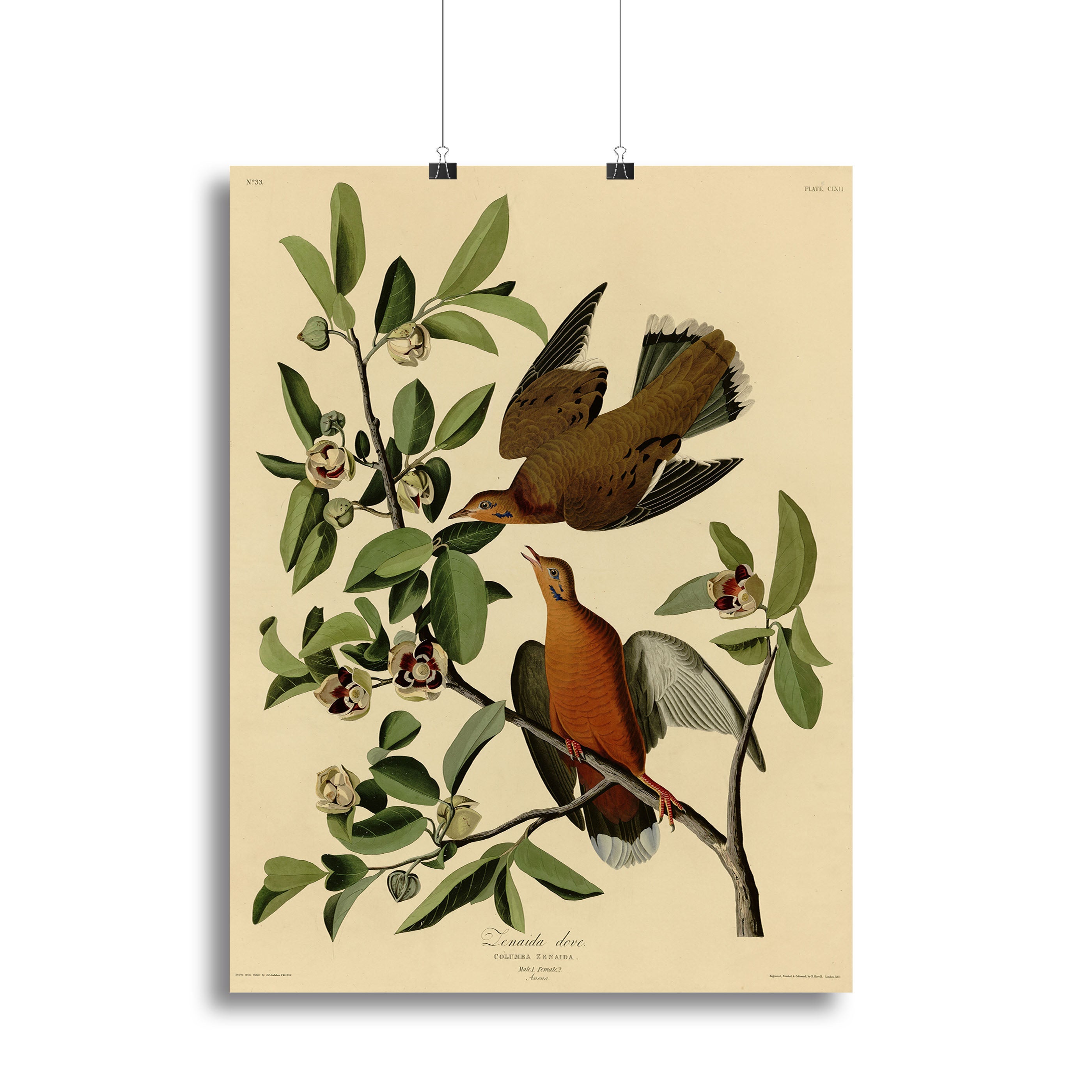 Zenaida Doves by Audubon Poster - Unframed