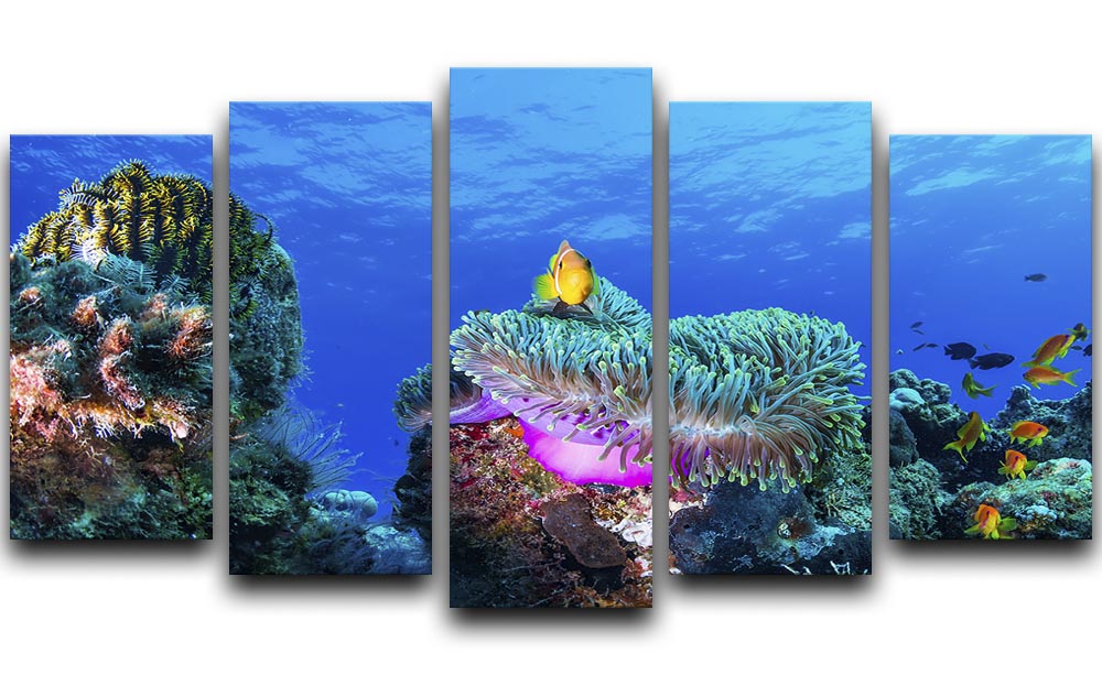 Sea Life 5 Split Panel Canvas - Canvas Art Rocks - 1