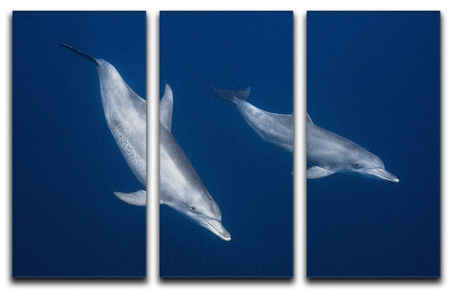 Bottlenose Dolphins 3 Split Panel Canvas Print - 1x - 1