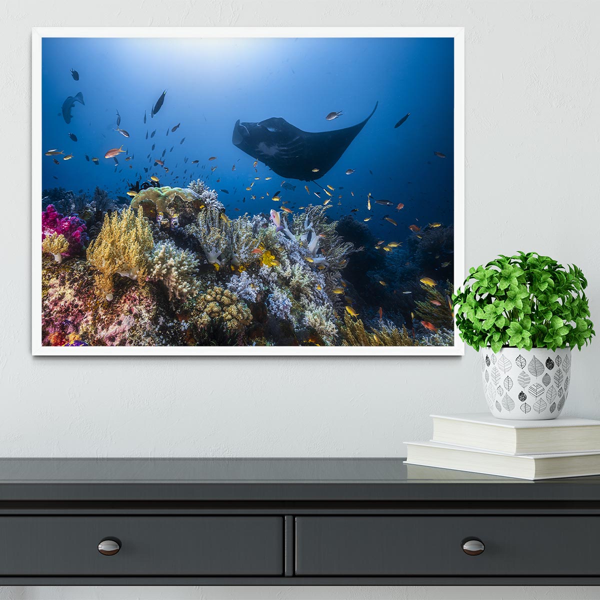 Manta Reef On The Reef Framed Print - Canvas Art Rocks -6