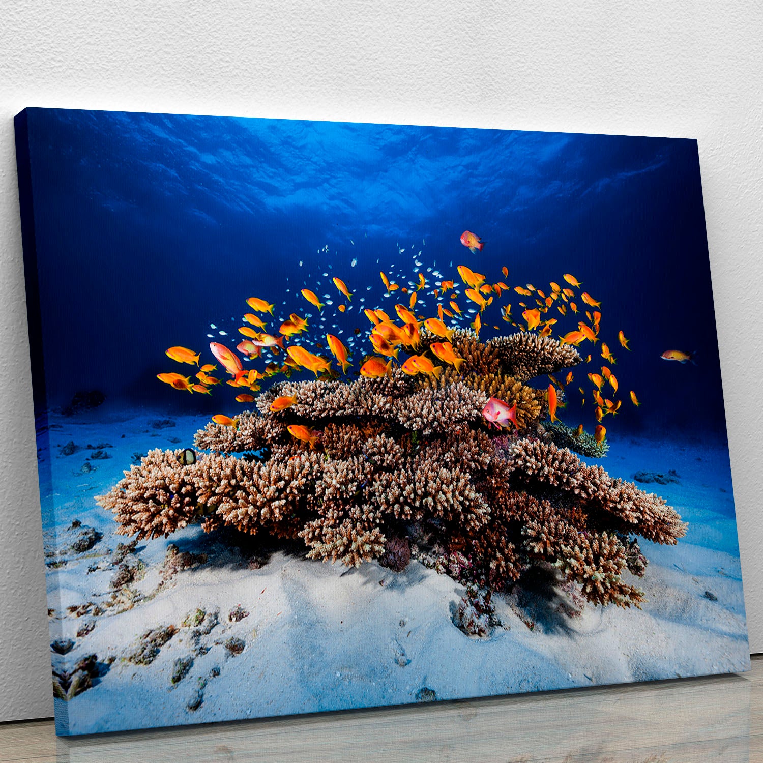 Marine Life Canvas Print or Poster - Canvas Art Rocks - 1