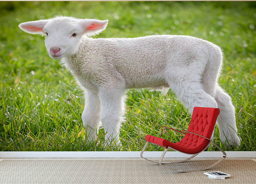 A white suffolk lamb Wall Mural Wallpaper - Canvas Art Rocks - 2