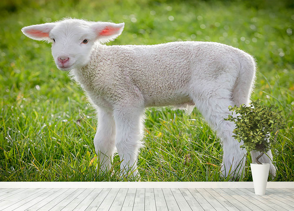 A white suffolk lamb Wall Mural Wallpaper - Canvas Art Rocks - 4