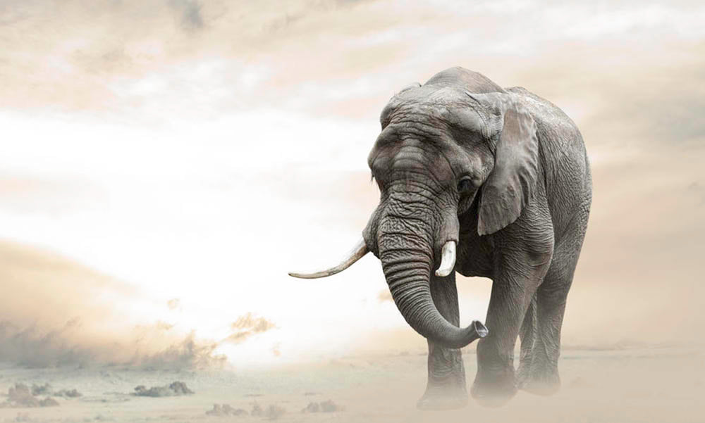African elephant male walking alone in desert at sunset Wall Mural Wallpaper - Canvas Art Rocks - 1