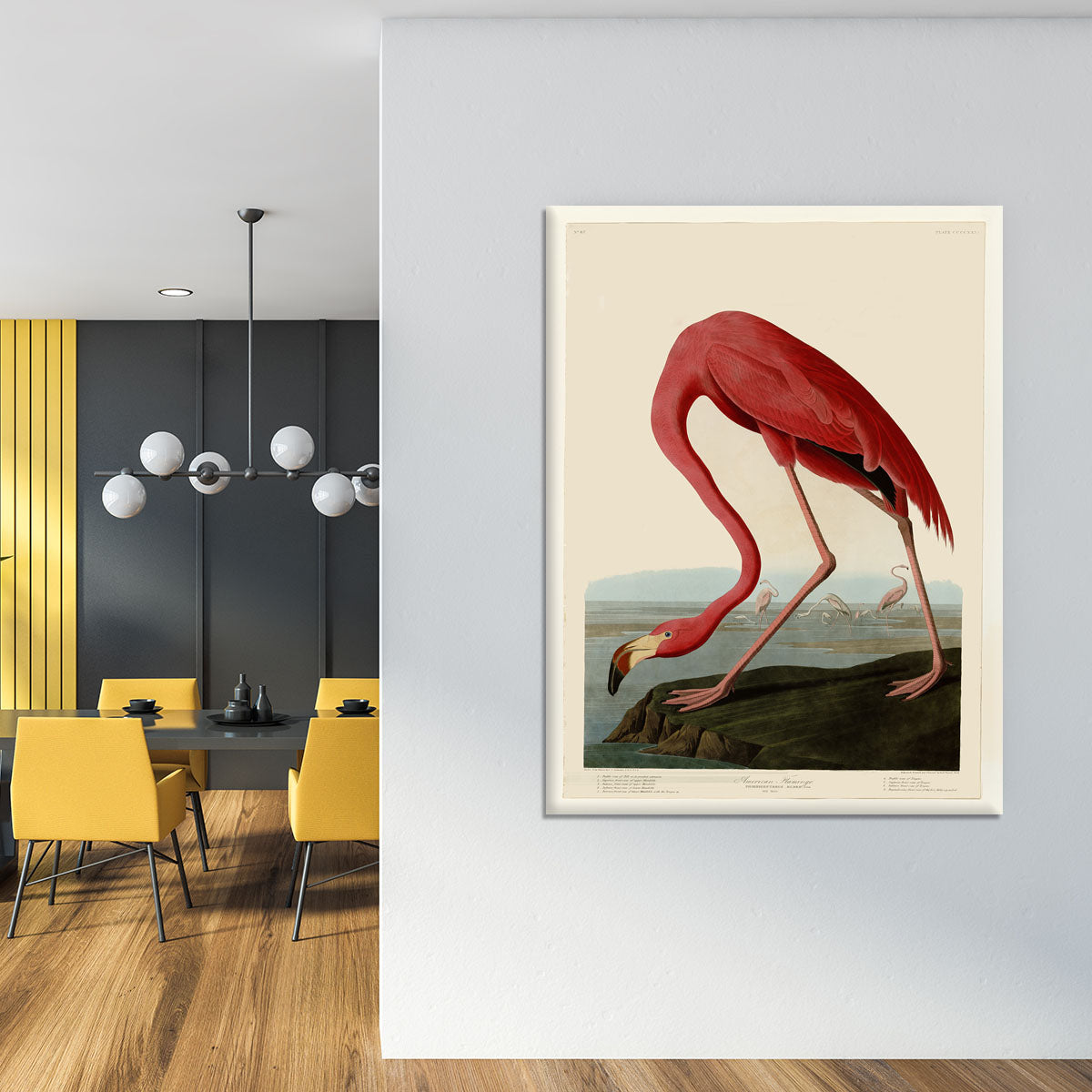 American Flamingo 2 by Audubon Canvas Print or Poster