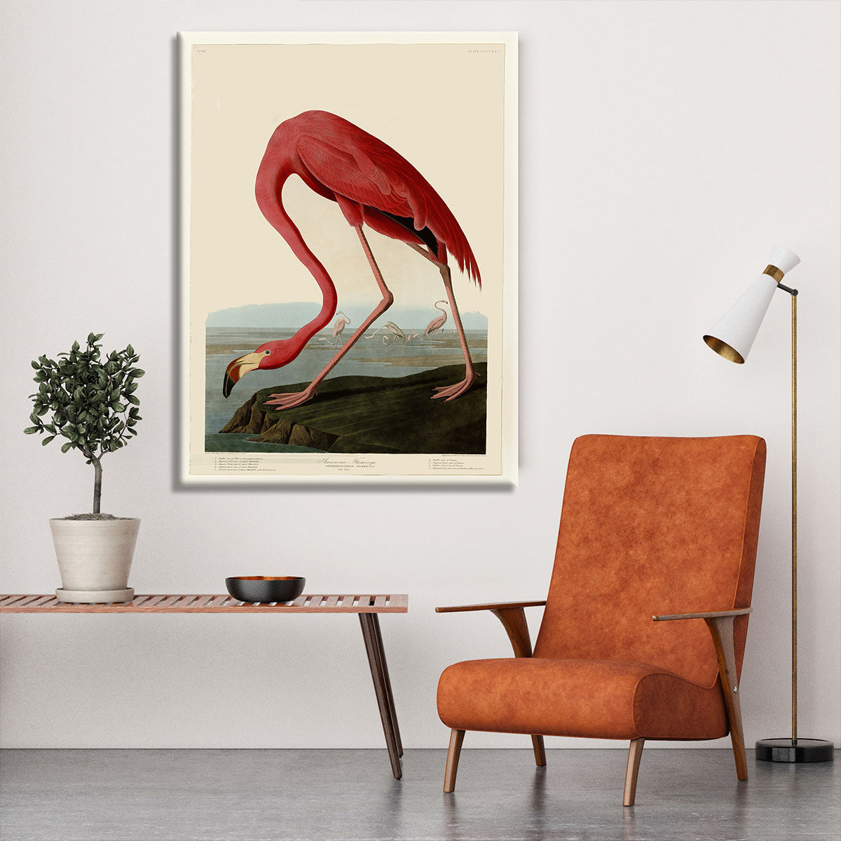 American Flamingo 2 by Audubon Canvas Print or Poster
