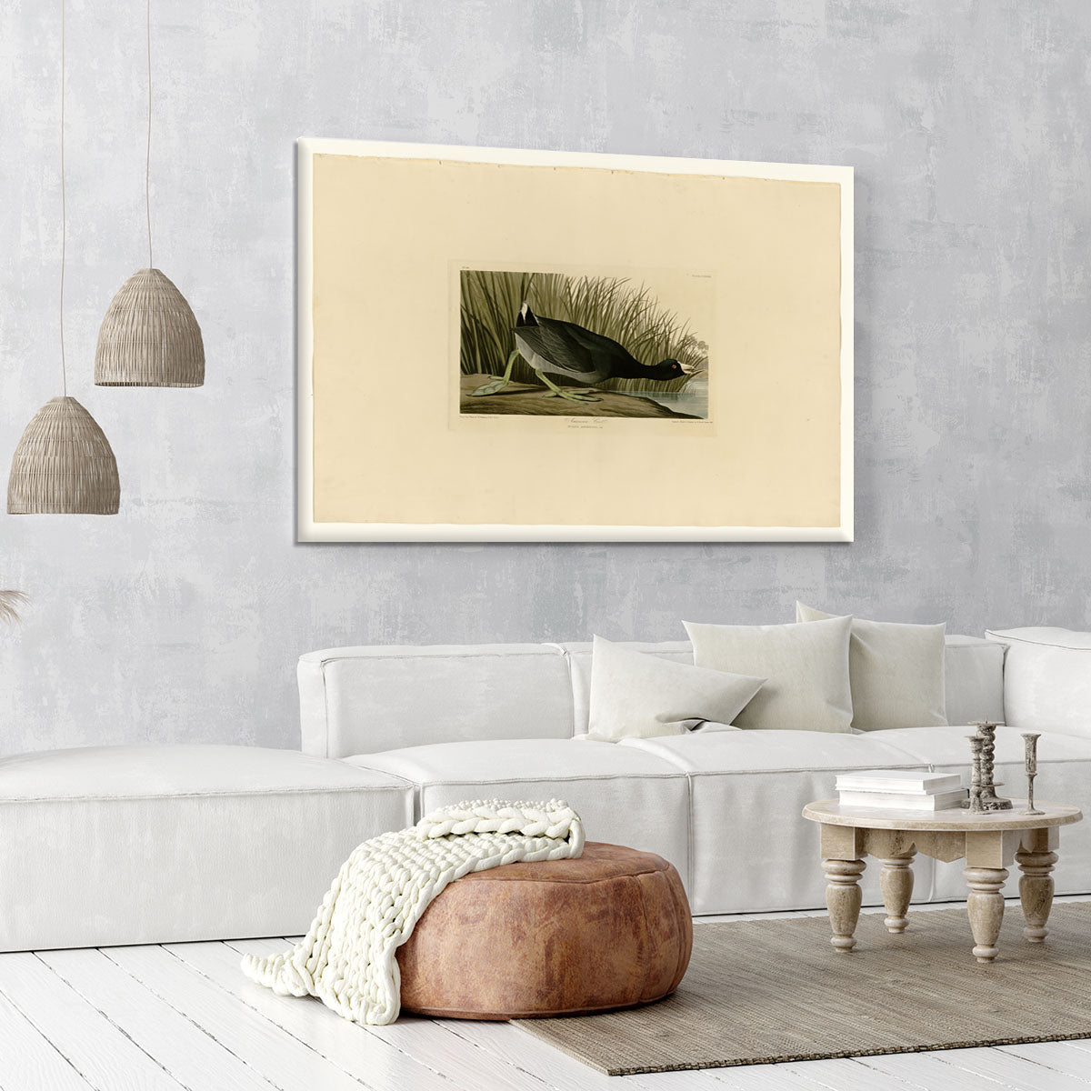 American Coot by Audubon Canvas Print or Poster - Canvas Art Rocks - 6