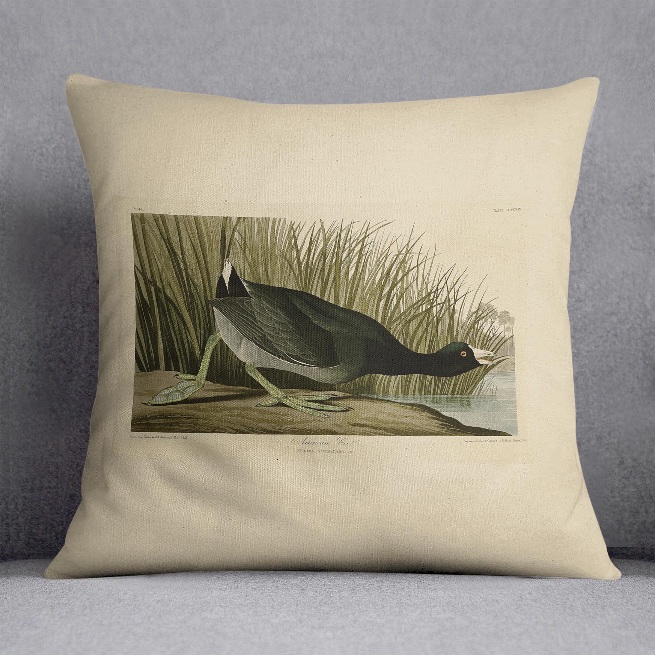 American Coot by Audubon Cushion