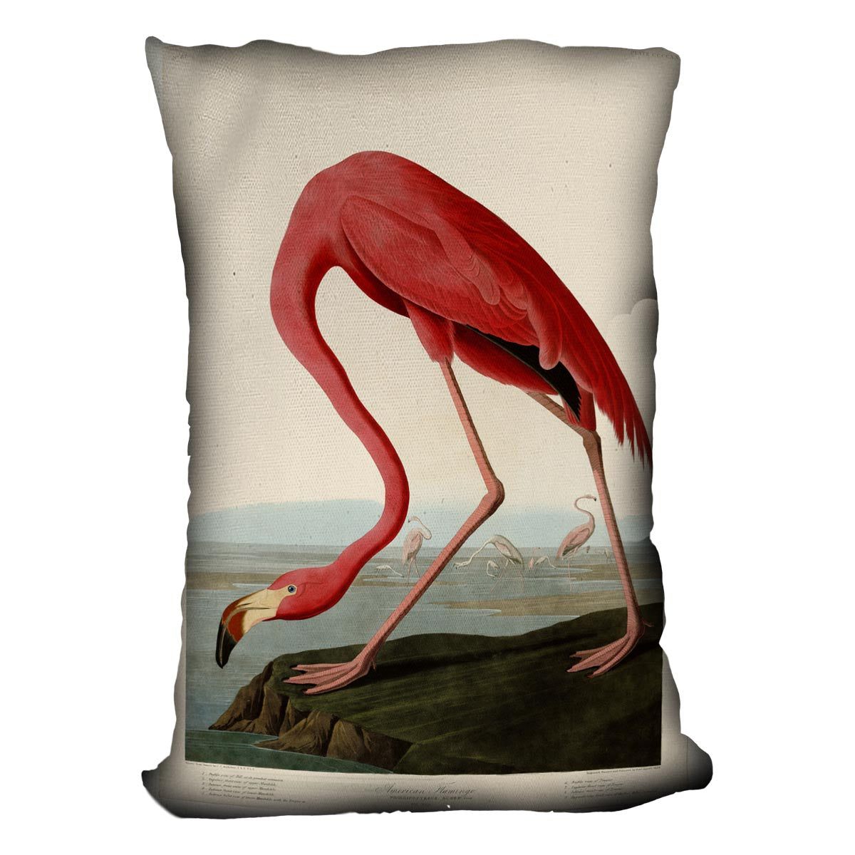 American Flamingo 2 by Audubon Cushion