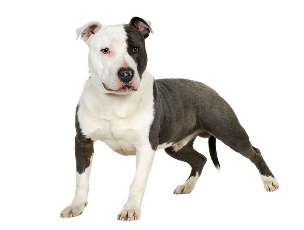 American Staffordshire terrier Wall Mural Wallpaper - Canvas Art Rocks - 1