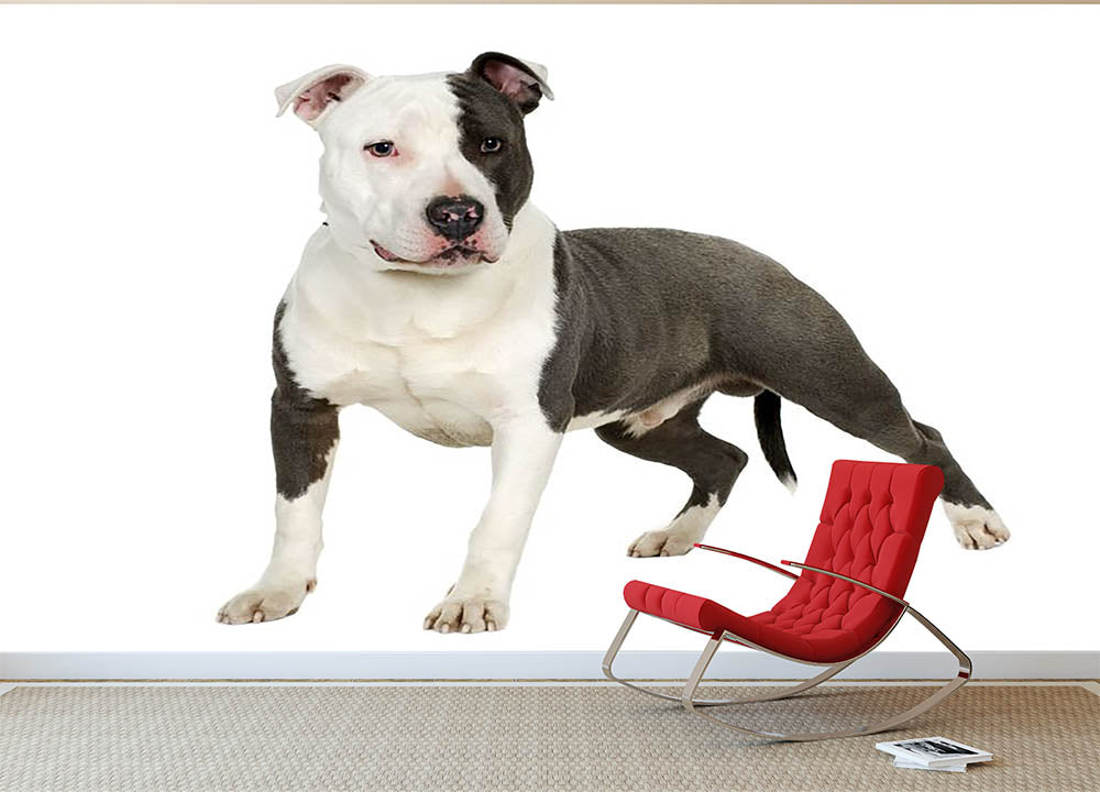 American Staffordshire terrier Wall Mural Wallpaper - Canvas Art Rocks - 2