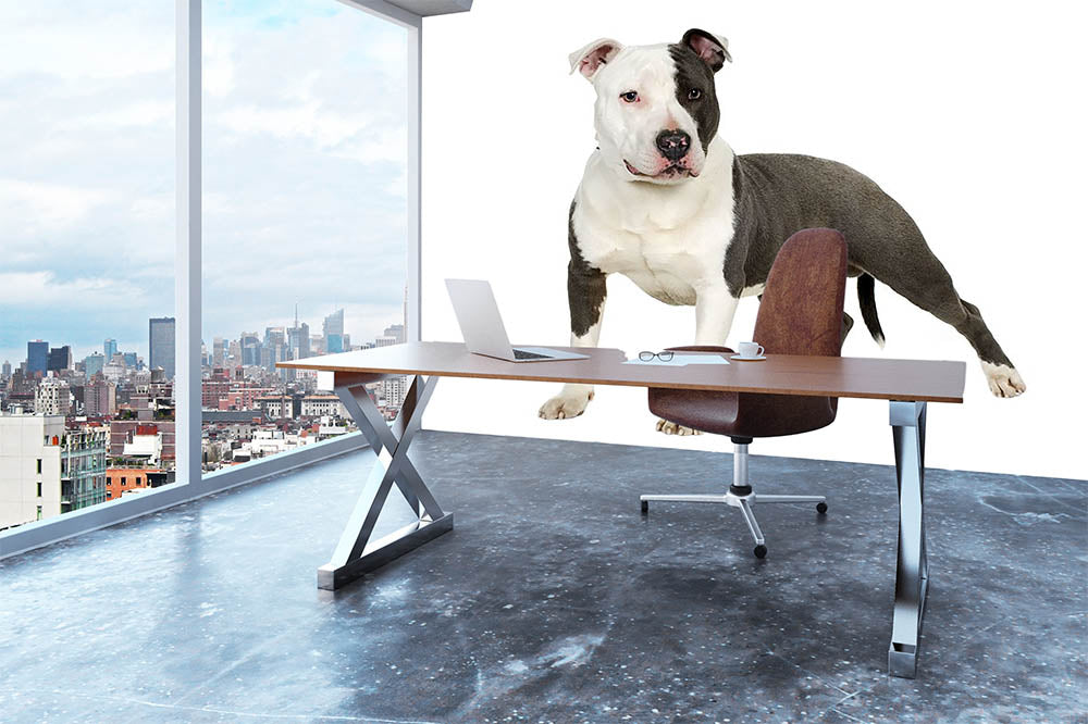American Staffordshire terrier Wall Mural Wallpaper - Canvas Art Rocks - 3