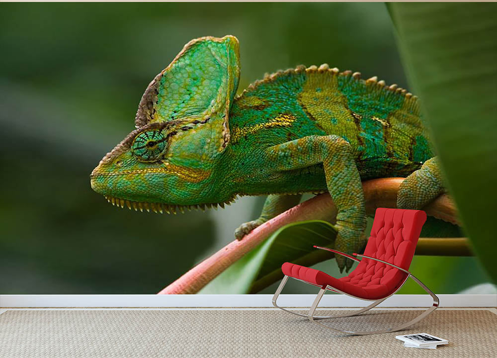 Beaitiful green Jemen chameleon Wall Mural Wallpaper - Canvas Art Rocks - 2