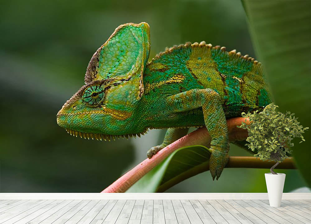 Beaitiful green Jemen chameleon Wall Mural Wallpaper - Canvas Art Rocks - 4