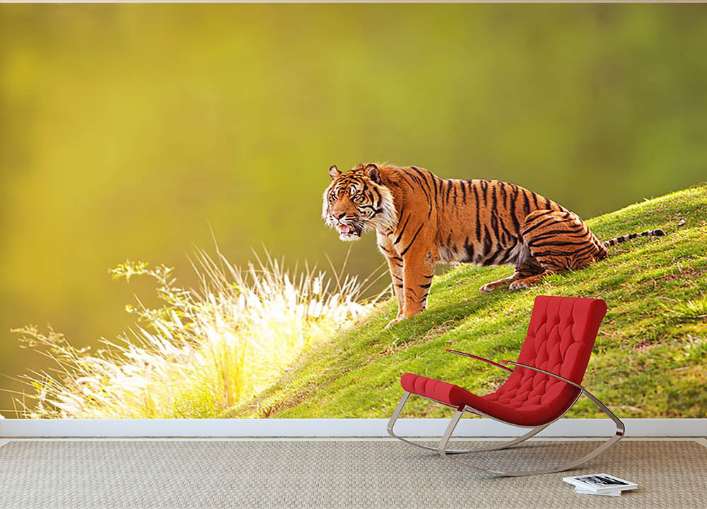 Beautiful Sumatran Tiger Wall Mural Wallpaper - Canvas Art Rocks - 2