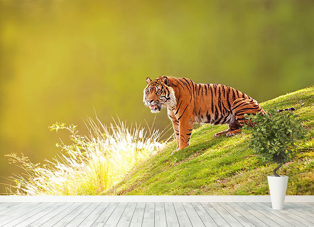 Beautiful Sumatran Tiger Wall Mural Wallpaper - Canvas Art Rocks - 4