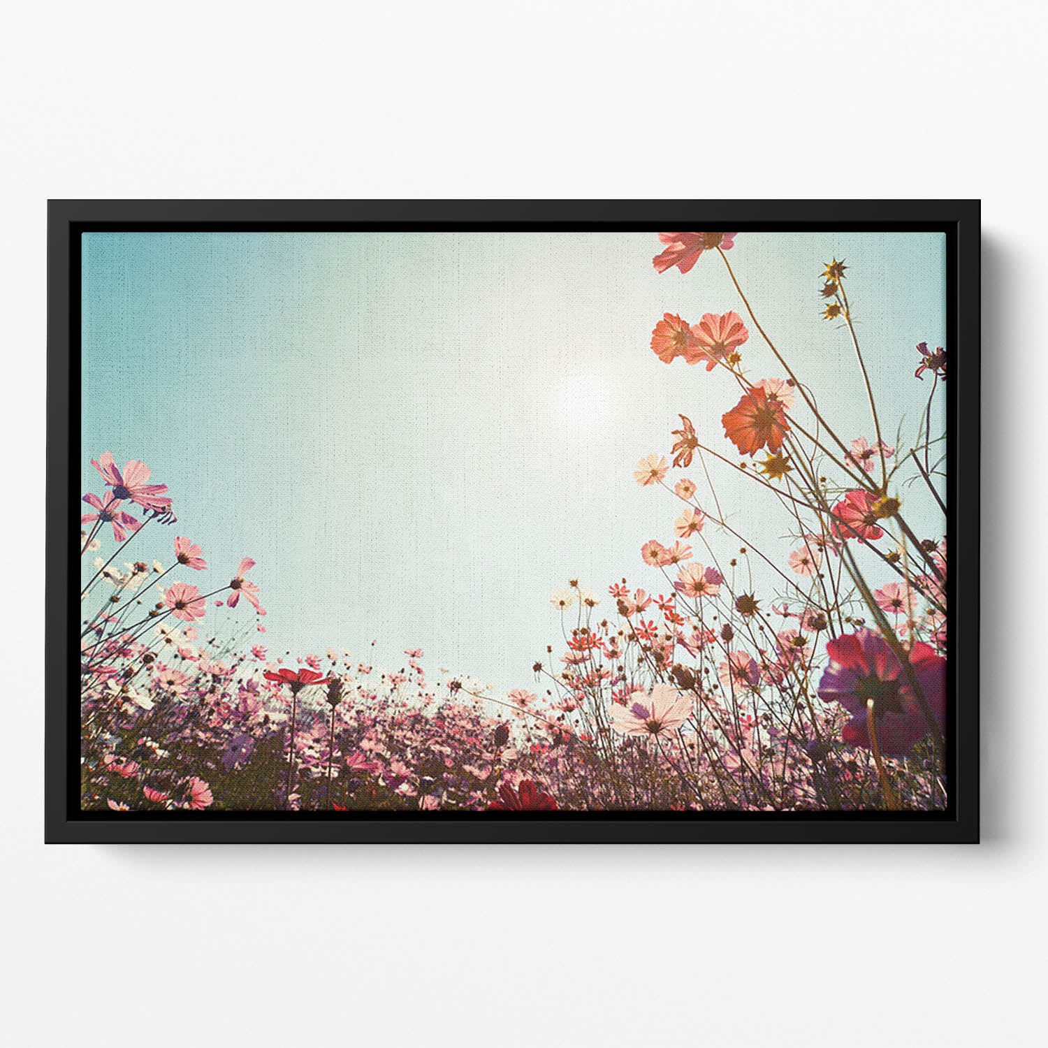 Beautiful cosmos flower field Floating Framed Canvas