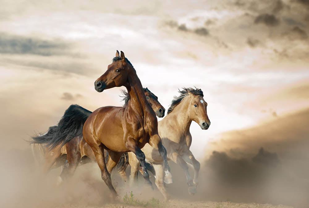 Beautiful horses of different breeds Wall Mural Wallpaper - Canvas Art Rocks - 1