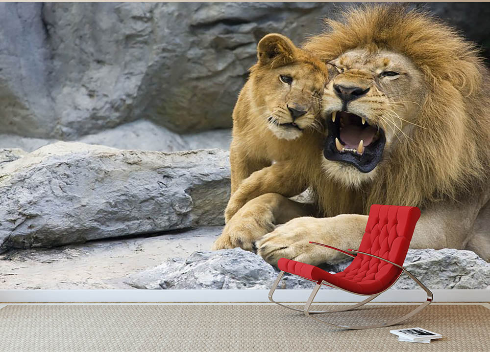 Big lion father and his son playing Wall Mural Wallpaper - Canvas Art Rocks - 2