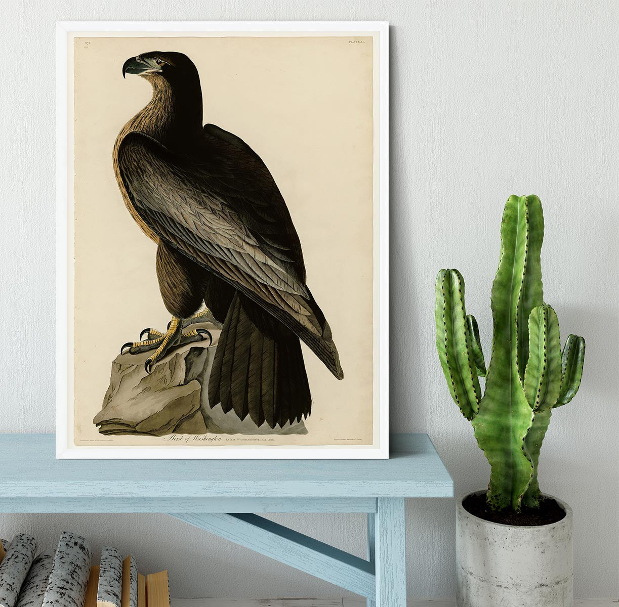 Bird of Washington by Audubon Framed Print - Canvas Art Rocks -6