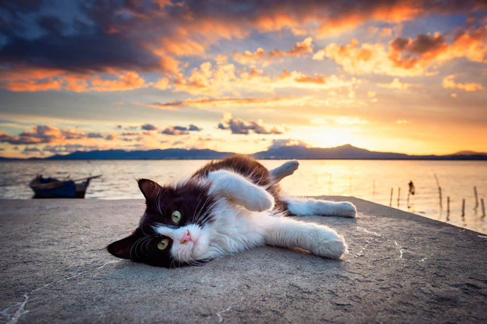 Black and white cat lying under a dramatic sunset on the lagoon Wall Mural Wallpaper - Canvas Art Rocks - 1