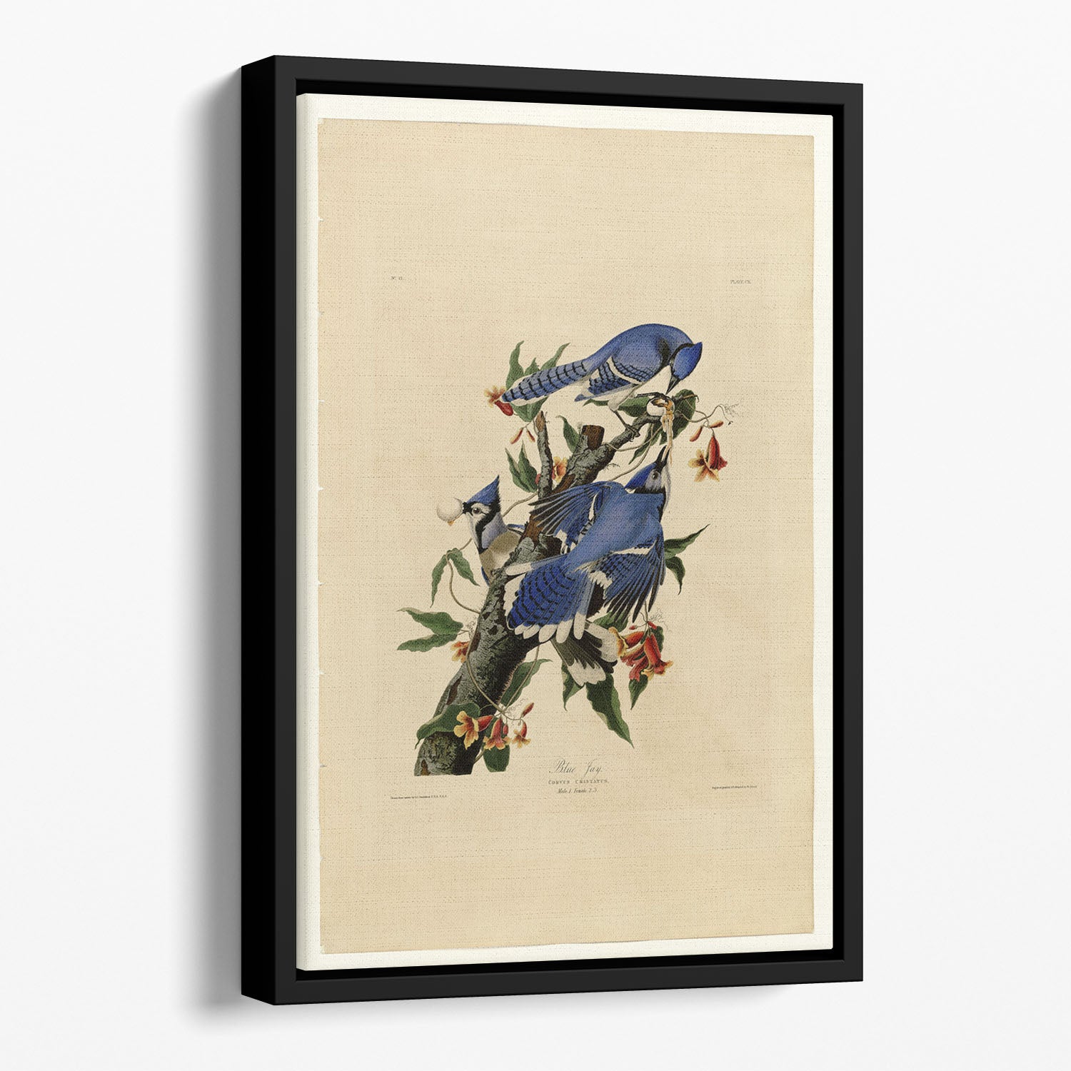 Blue Jay by Audubon Floating Framed Canvas